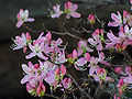 Pinkshell azalea (Rhododendron vaseyi Gray)