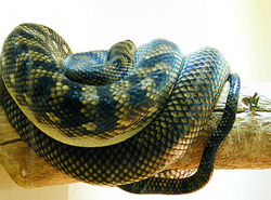 Boa constrictor.jpg