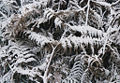 A bracken fern covered with snow