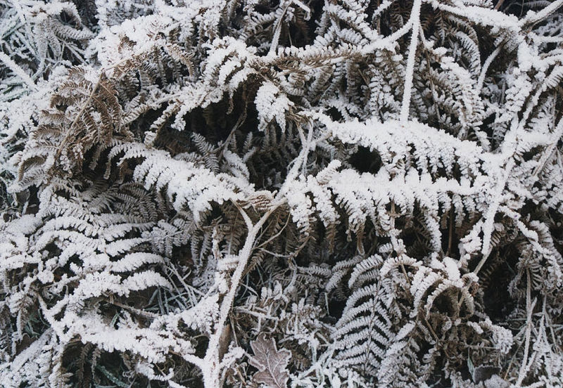 File:Bracken fern with snow.jpg