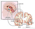 Thumbnail for version as of 08:44, 2 November 2012