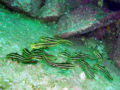 Striped catfish