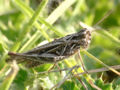 Common Field Grasshopper (Chorthippus brunneus) Family: Acrididae