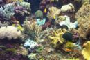 Coral reef.jpg