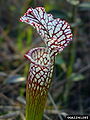 Crimson Pitcher Plant (Sarracenia leucophylla )