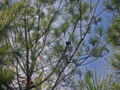 Thumbnail for version as of 23:12, 24 November 2007