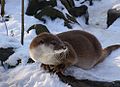 European Otter (L. lutra) Genus:Lutra