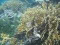 Branching Fire coral (Milepora alcicornis) Order: Capitata