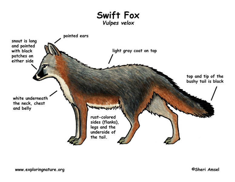 File:Fox swift diagram.jpg