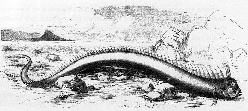 File:Historical Oarfish Image.jpg