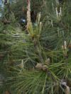 Pinus brutia needles.jpg