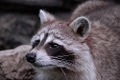 Crab-Eating Raccoon (Procyon cancrivorus)
