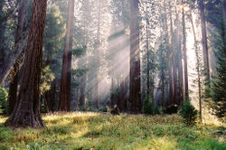 Sequoiatrees.jpg