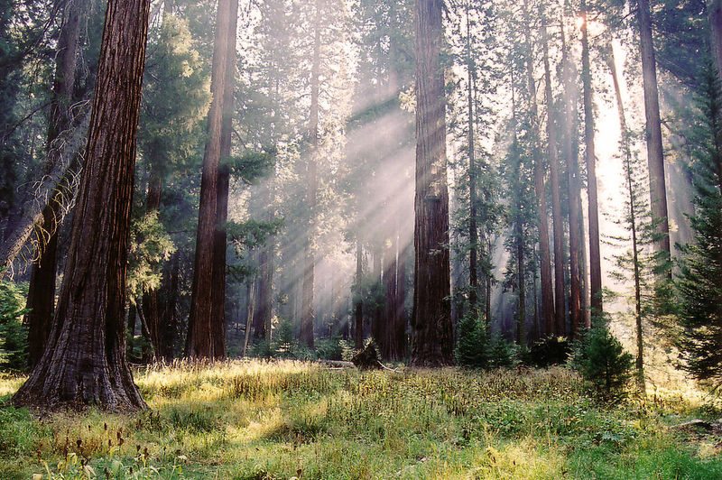 File:Sequoiatrees.jpg