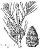 Virginia Pine drawing-USDA.jpg