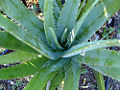 Aloe Vera (Aloe vera) Family: Aloaceae