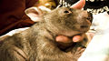 Thumbnail for version as of 04:16, 30 November 2008