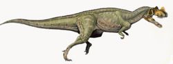 Ceratosaurus nasicornis.jpg