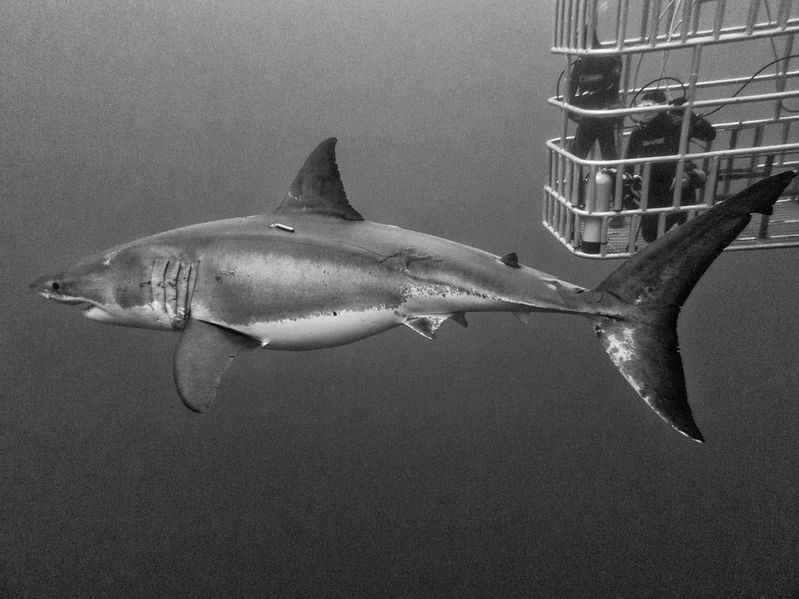 File:Female great white shark.jpg