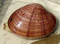 Hard clam (Callista chione ) Order: Veneroida