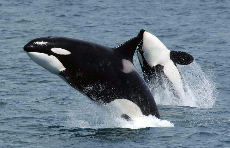 File:Killerwhales jumping.jpg