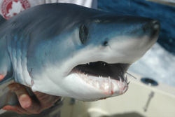 Mako shark.jpg