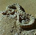 Sidewinder rattlesnake (Crotalus cerastes) Genus: Crotalus