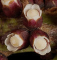 P. hamiltonii Genus:Pilostyles