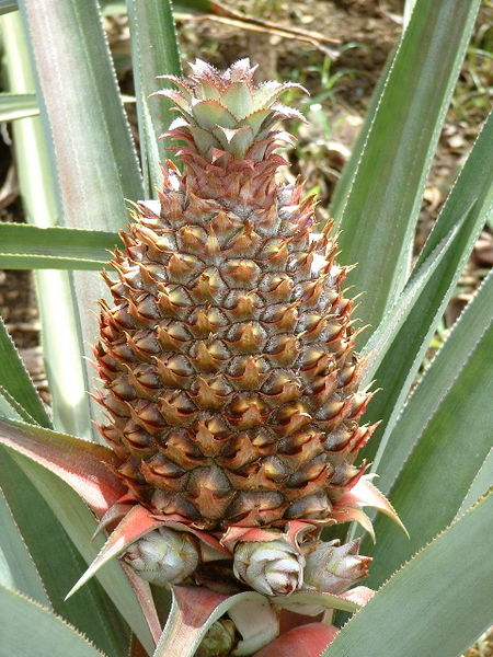 File:PineappleDominica.jpg