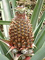 Pineapple (Ananas comosus) Location: Dominica