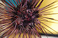 Thumbnail for version as of 04:59, 3 December 2009