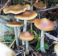 Cyanescens (Psilocybe Cyanescens)