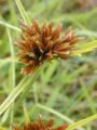 Cyperus (Cyperus polystachyos) Family: Cyperaceae