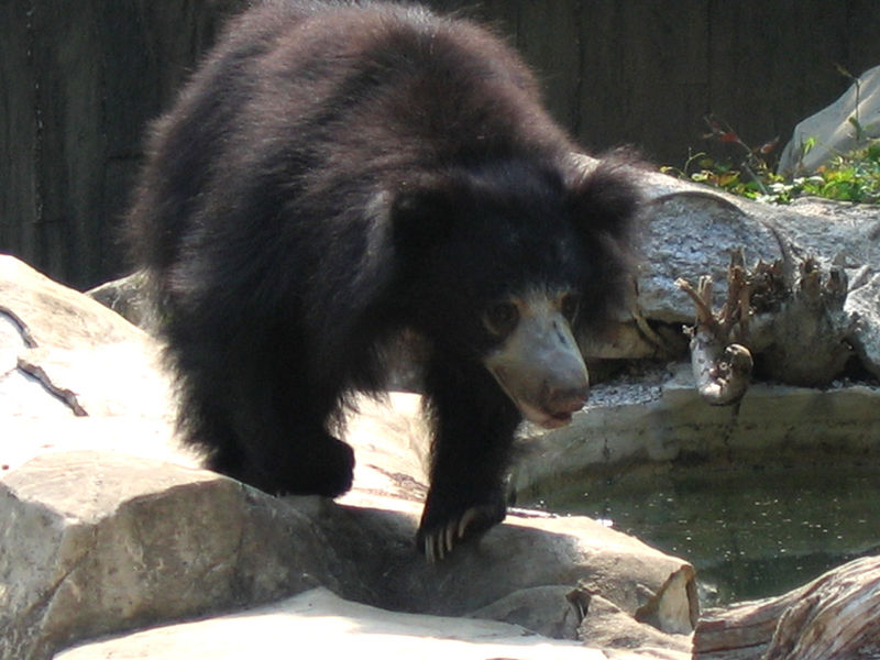 File:Sloth bear 1.jpg