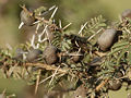 Whistling Thorns (A. drepanolobium) Genus: Acacia