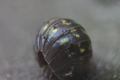 Woodlouse form toliet roll.