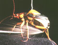 Thumbnail for version as of 04:18, 12 December 2013