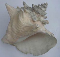 Conch.jpg