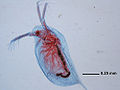 water flea (Daphnia Parthegonesis) Subfamily:Daphnia