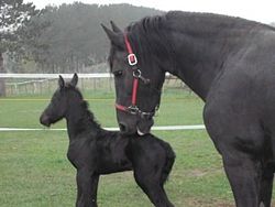Dscn2615-adalei-siesje.jpg