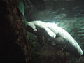 Thumbnail for version as of 03:53, 9 March 2008