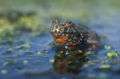 European Fire-Bellied Toad (Bombina bombina)