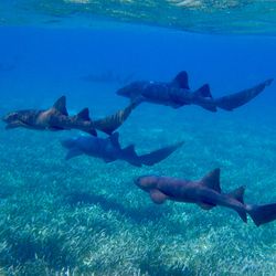 Nurse shark pac.jpg