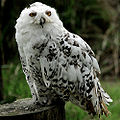 snowy owl (B. scandiacus )