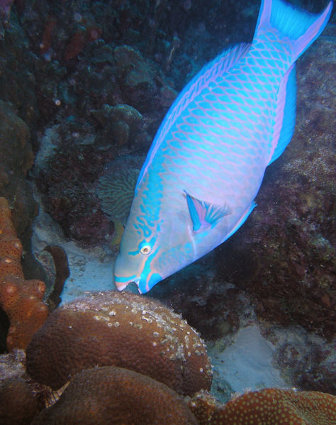 File:Parrotfish eating.jpg