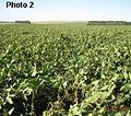 Sclerotinia affecting soybeans in Tandil will reduce yield by 2 percent in this field.