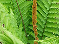 Thumbnail for version as of 04:14, 22 May 2009