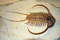 Paraceraurus exsull, Russian Ordovician.