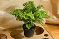 Delta Maidenhair (Adiantum raddianum)