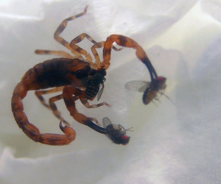File:Babycurus Jacksoni.jpg